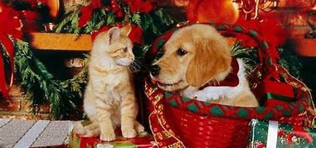 Animali domestici e fuochi d'artificio, ecco come limitare i danni
