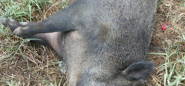 Catanzaro. Continua l'invasione dei cinghiali: ieri nel quartiere Barone violento impatto con un'autovettura