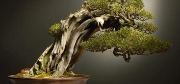 A Catanzaro dal 16 al 18 settembre la XII Mostra nazionale del Bonsai e Suiseki