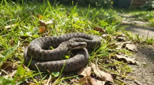 Un serpente mimetizzato tra l'erba e le foglie secche in un giardino soleggiato