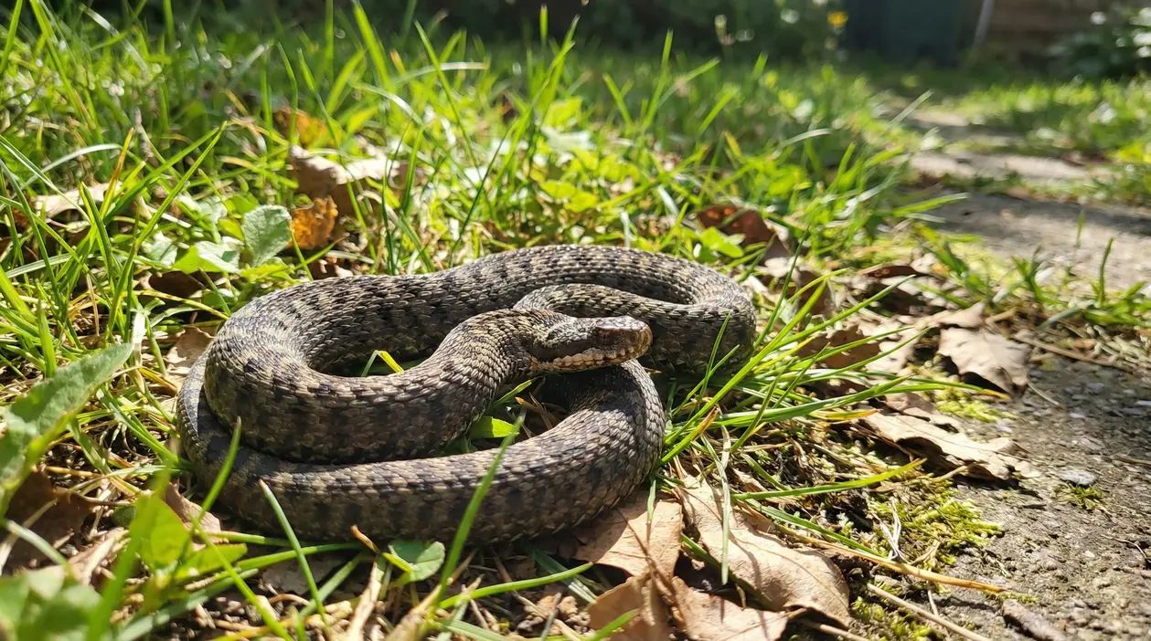 Un serpente mimetizzato tra l'erba e le foglie secche in un giardino soleggiato